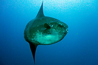 Indonesian mola