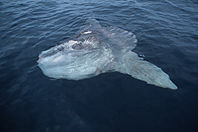 sunfish basking