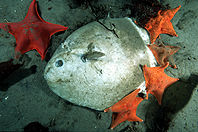 mola die-off