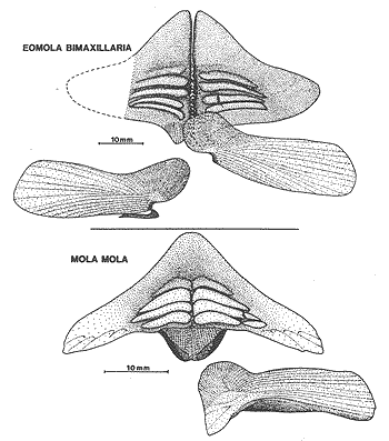 bone illustration