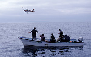 Aircraft helps researchers find sunfish