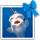 Adopt a mola