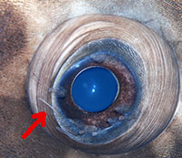 eye parasite