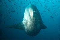 Sunfish