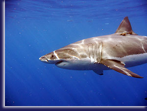 White Shark