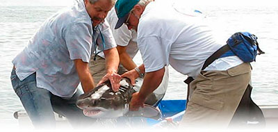 White shark research