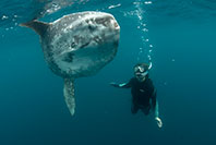 Tierney with ocean sunfish