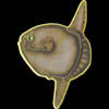 mola pin