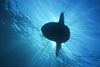 mola poster