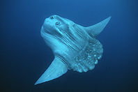 Biggest Ocean Sunfish Weighing 5,000 Pounds Correctly Identified