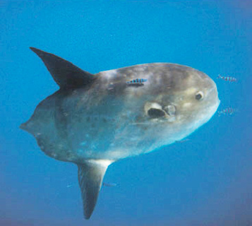 Life History of the Ocean Sunfish